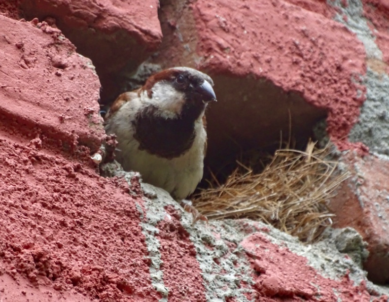 House Sparrow - ML62795541