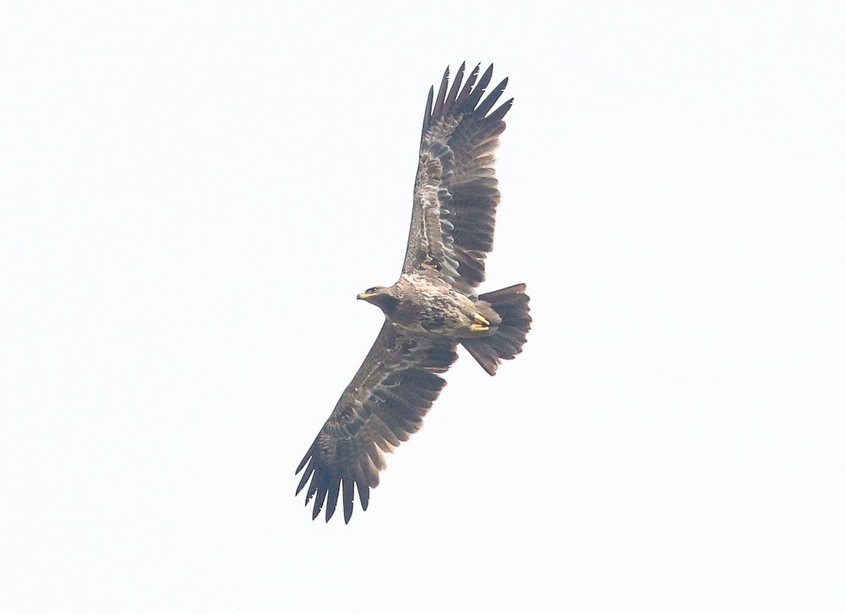 Tawny Eagle - ML627955448