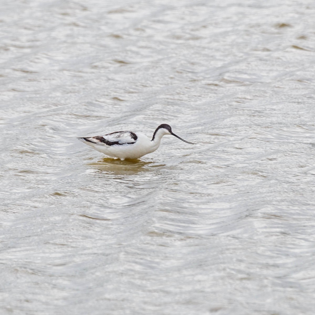 Avocette élégante - ML627955641