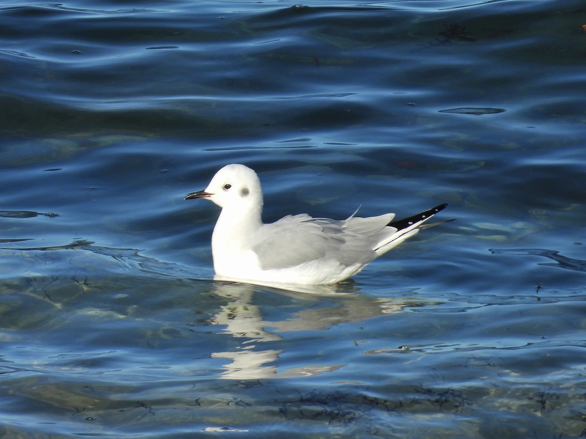 Bonaparte's Gull - ML627955644