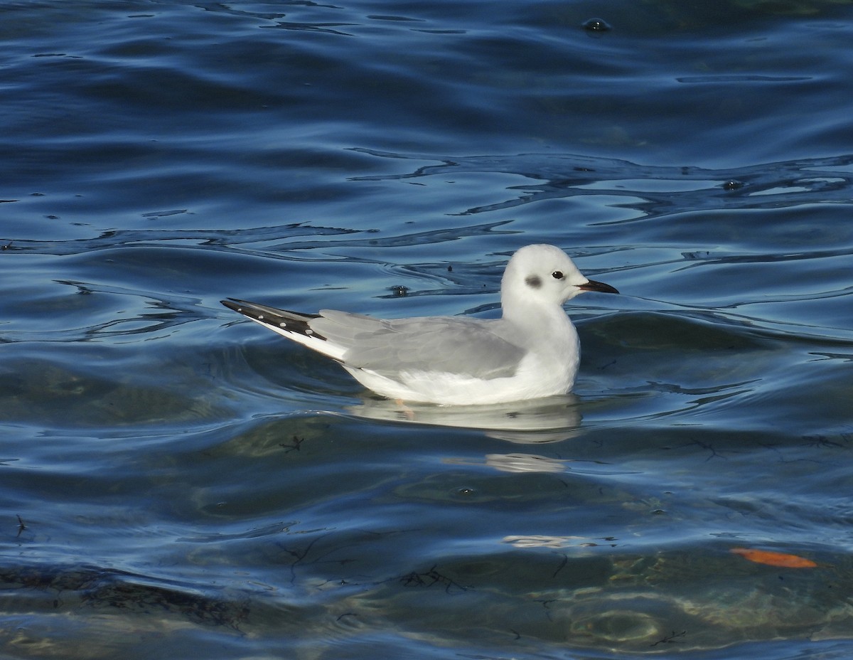 Bonaparte's Gull - Pablo García (PGR)
