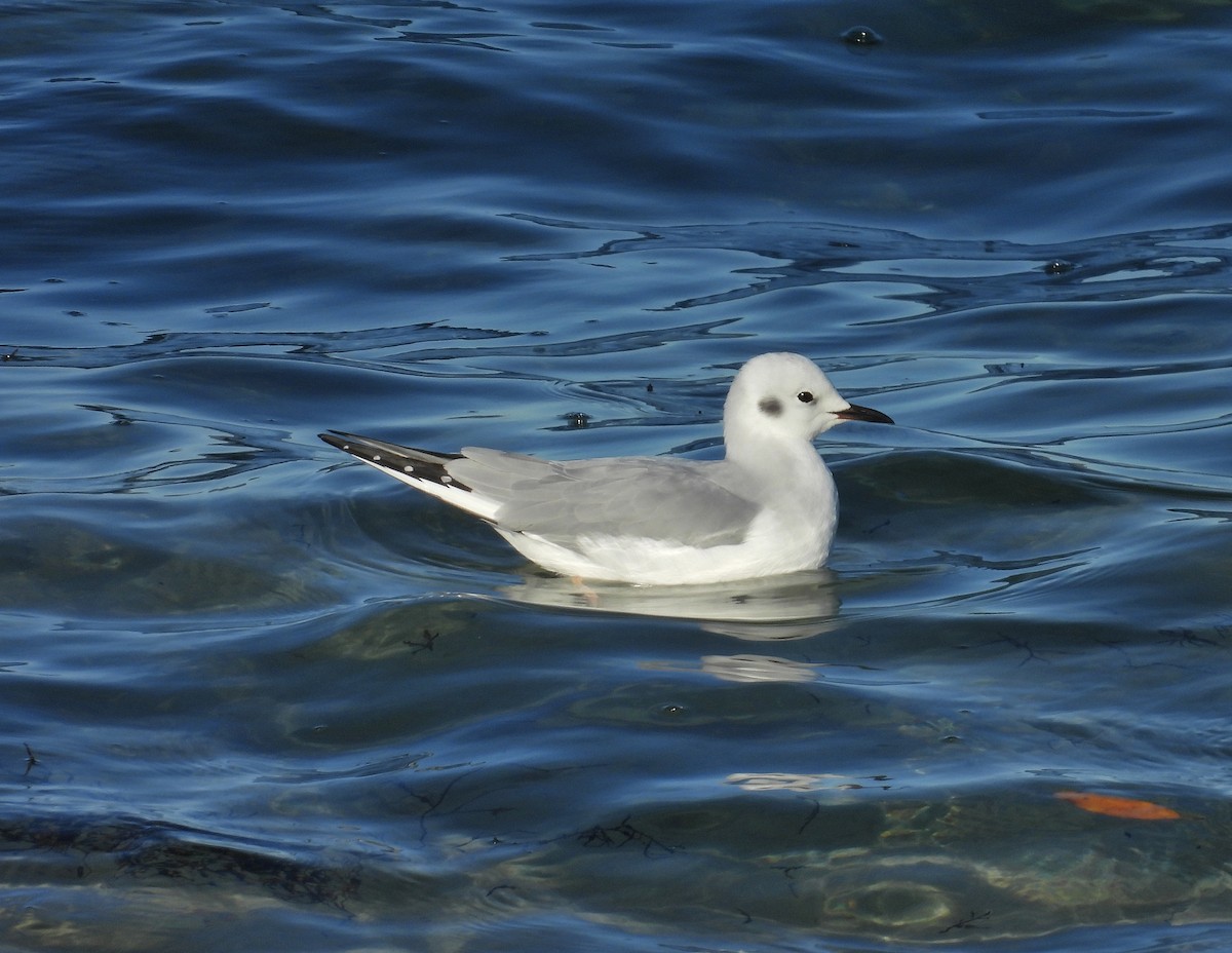 Bonaparte's Gull - ML627955645