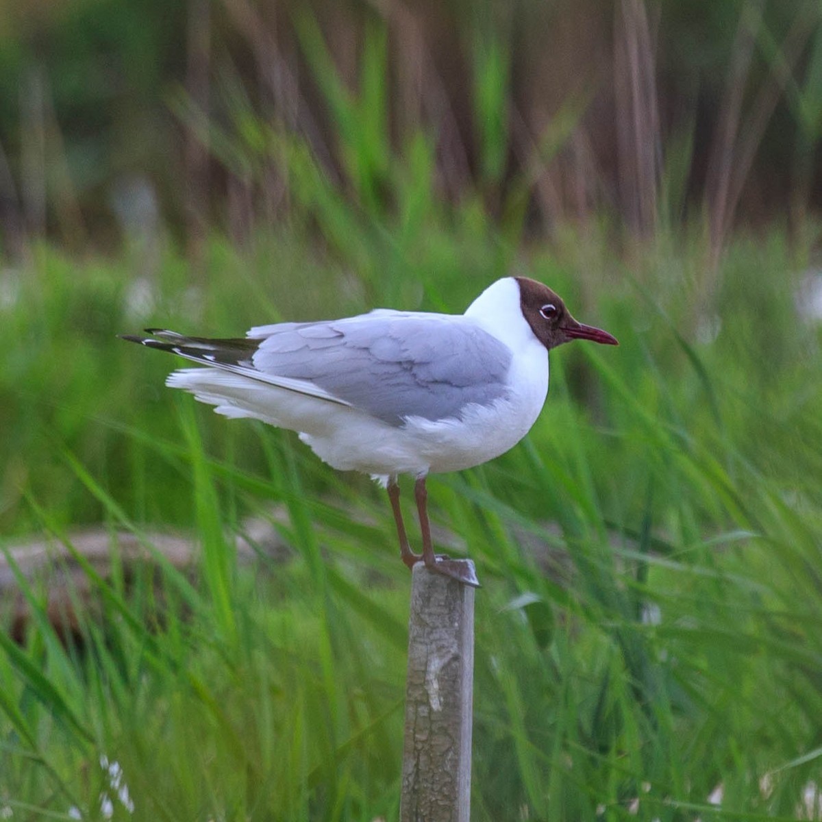 Mouette rieuse - ML627955671