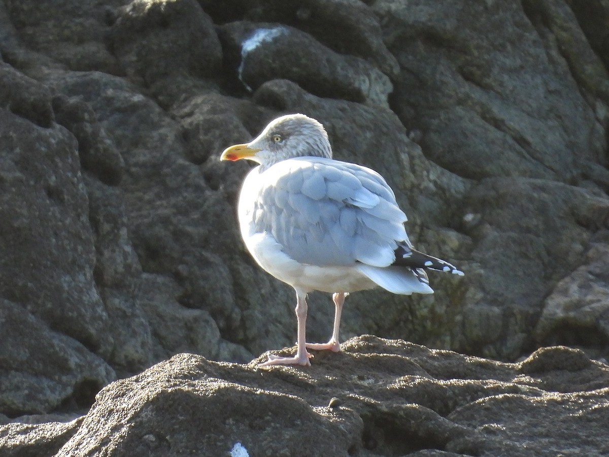 European Herring Gull - ML627955682