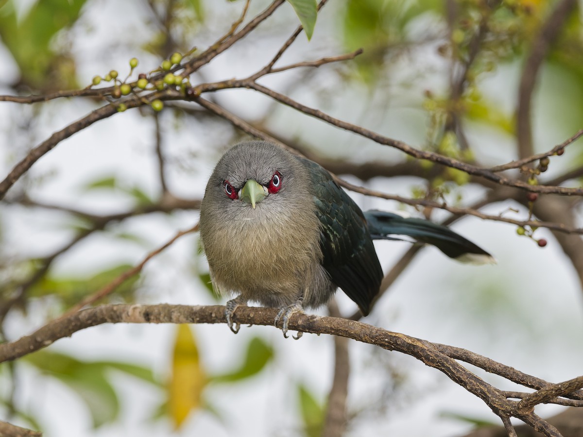 Black-bellied Malkoha - ML627955690