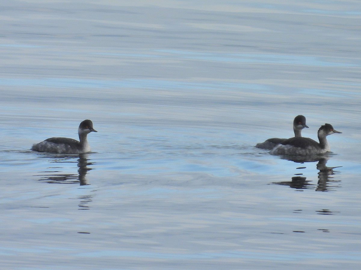 Eared Grebe - ML627955700