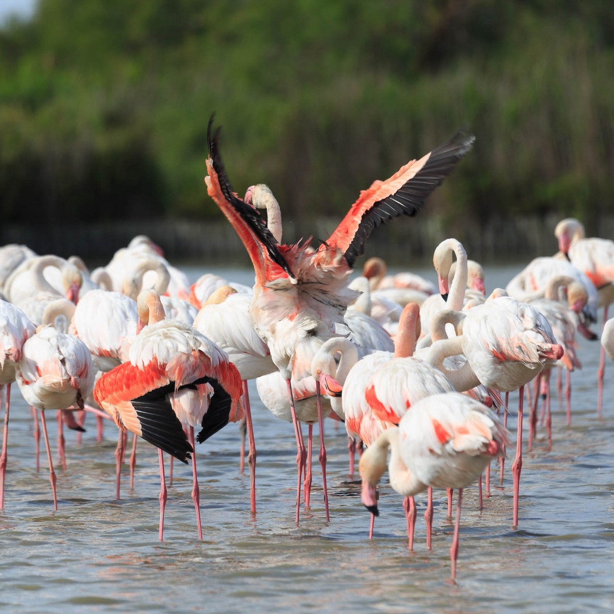 Flamant rose - ML627955705