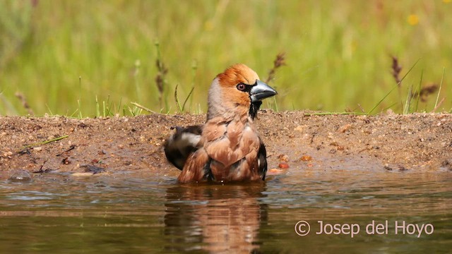 Hawfinch - ML627955800