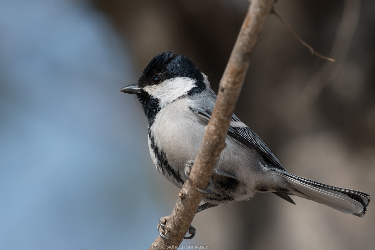 Asian Tit (Cinereous) - ML627955821