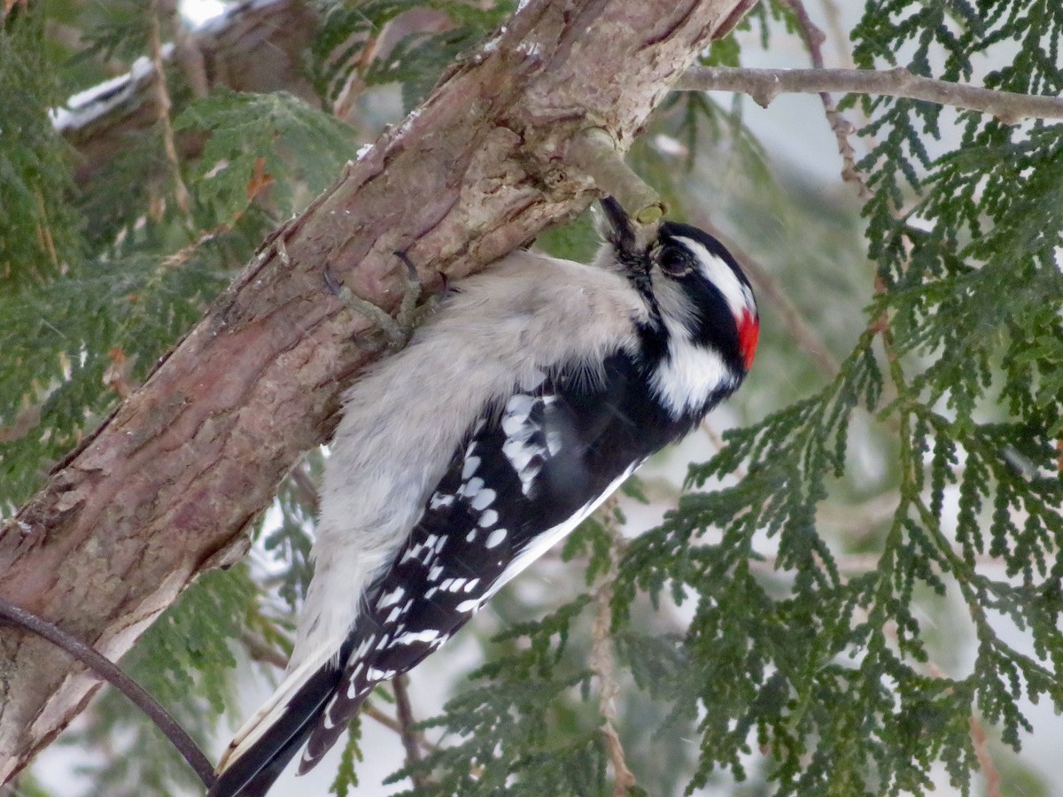 Downy Woodpecker - ML627955844