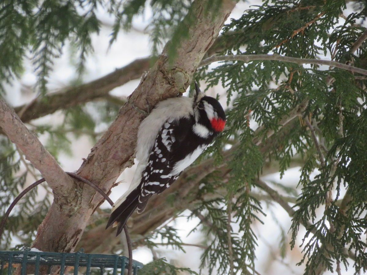 Downy Woodpecker - ML627955845