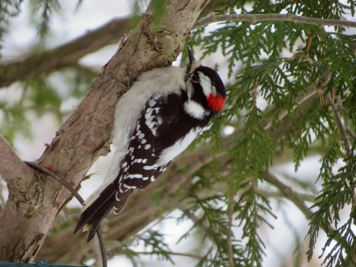 Downy Woodpecker - ML627955846