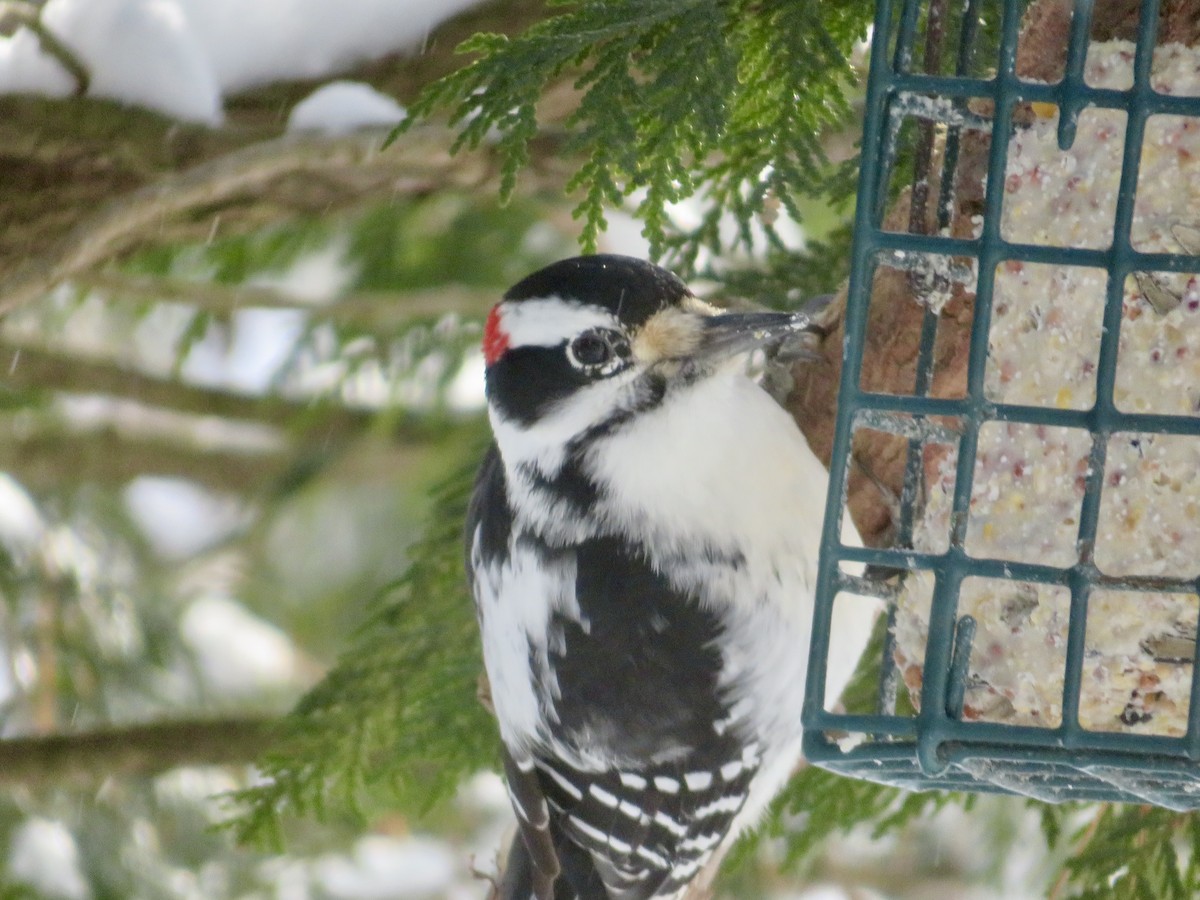 Hairy Woodpecker - ML627955851