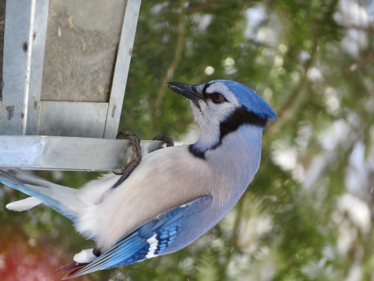 Blue Jay - ML627955855