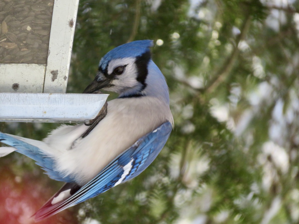 Blue Jay - ML627955856