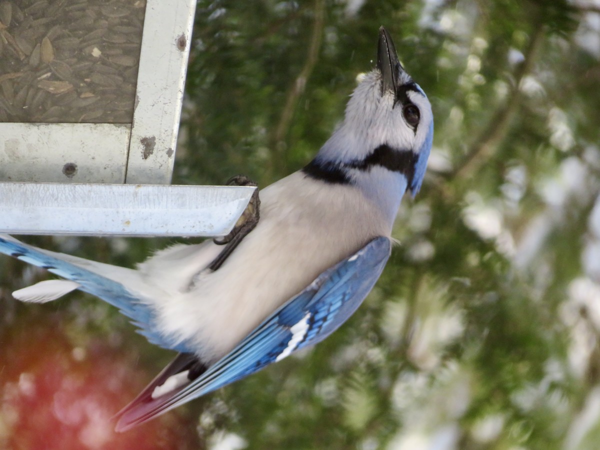 Blue Jay - ML627955857