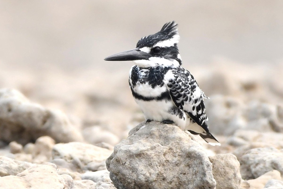 Pied Kingfisher - ML627955906