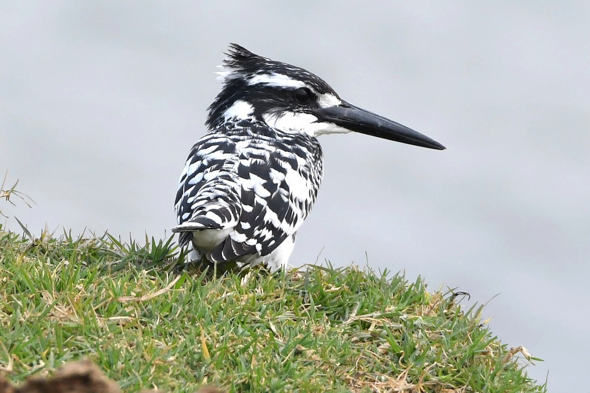 Pied Kingfisher - ML627955907