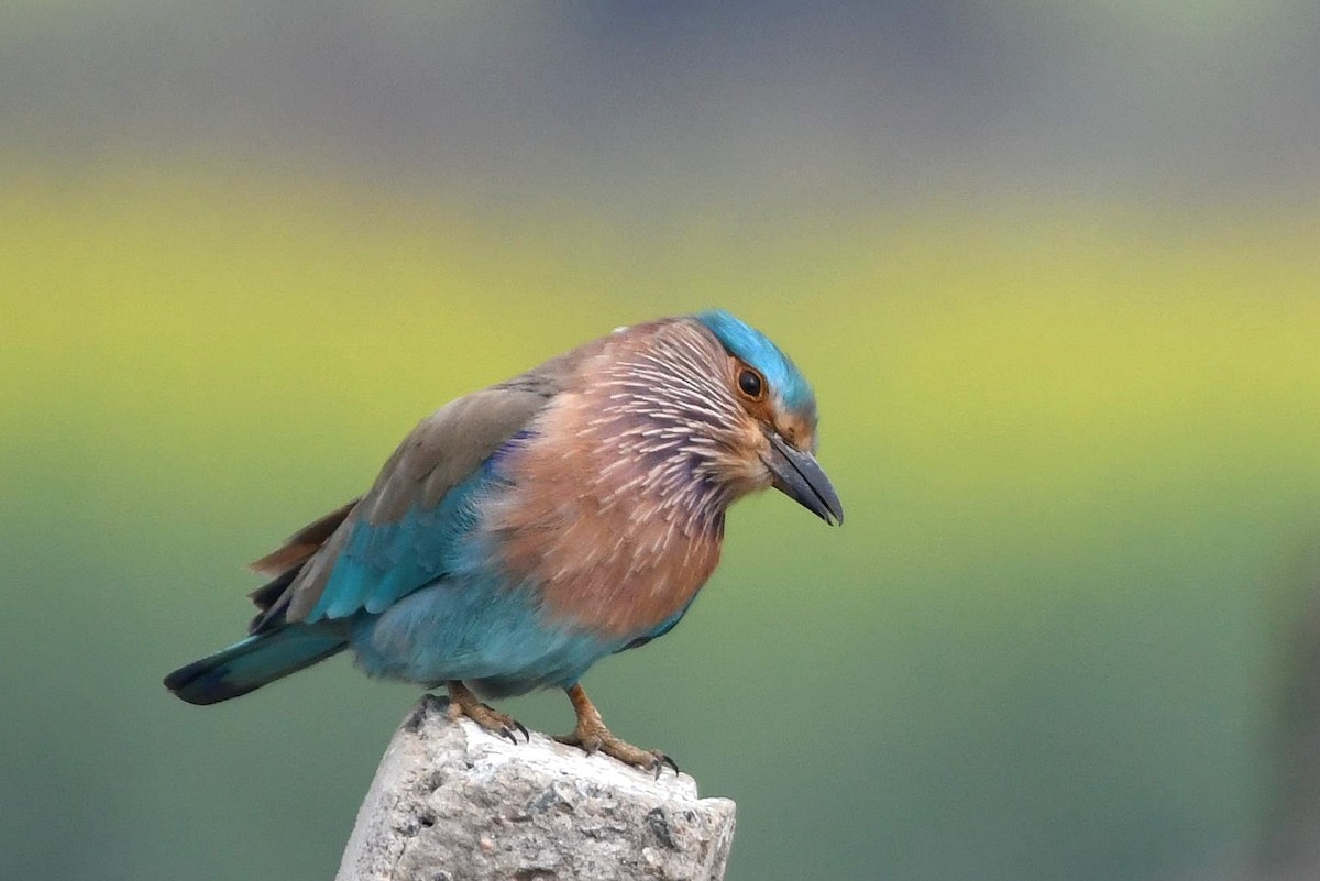 Indian Roller - ML627955913