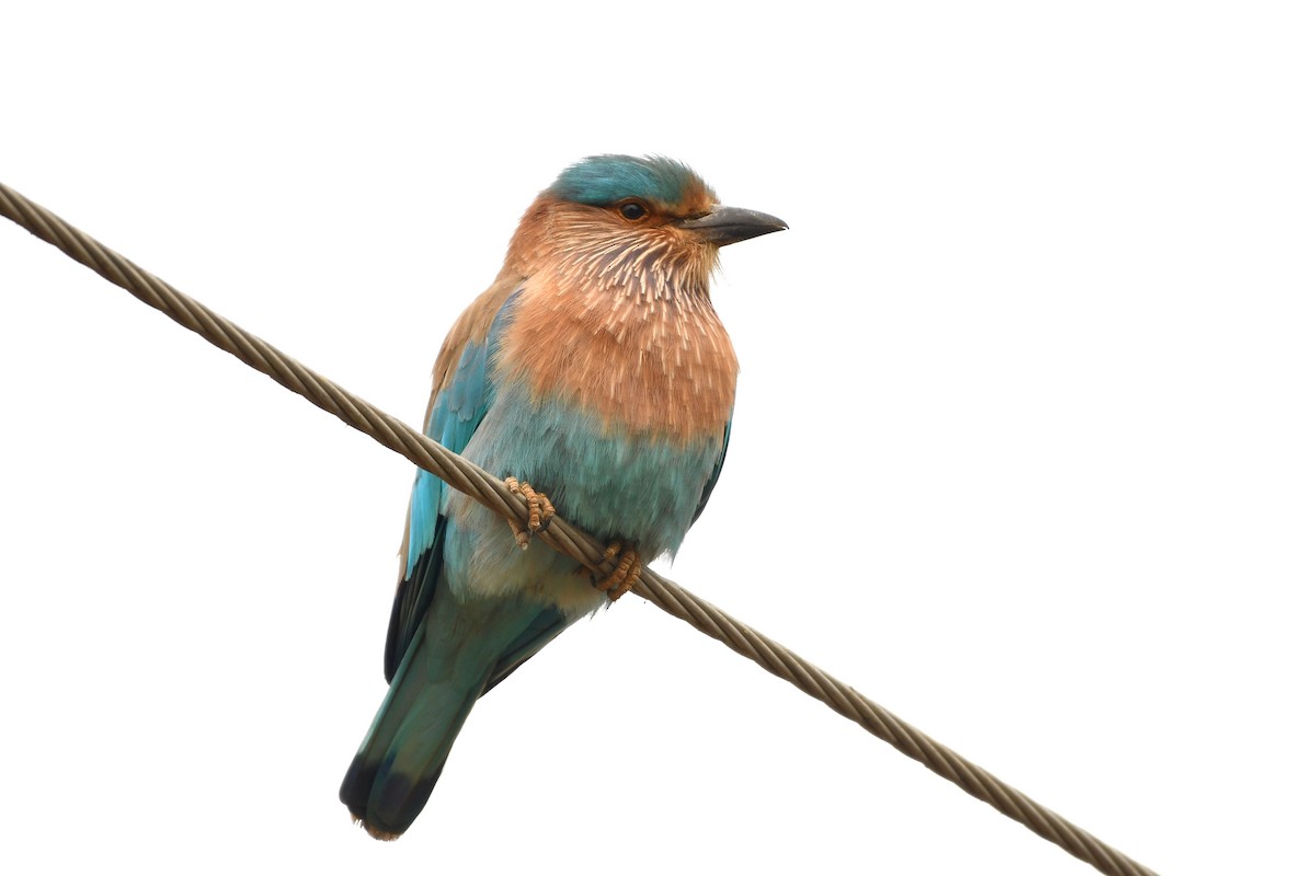 Indian Roller - ML627955914