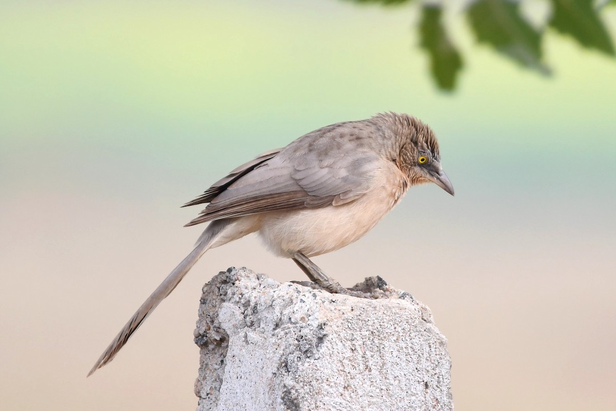 Large Gray Babbler - ML627955920