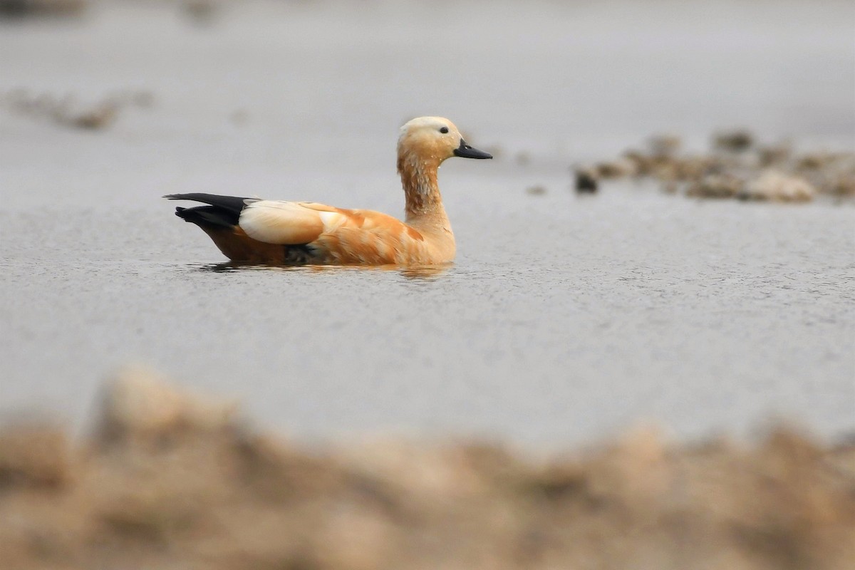 Ruddy Shelduck - ML627955926