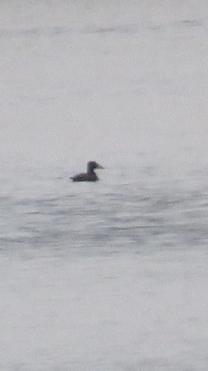 Surf Scoter - ML627955936