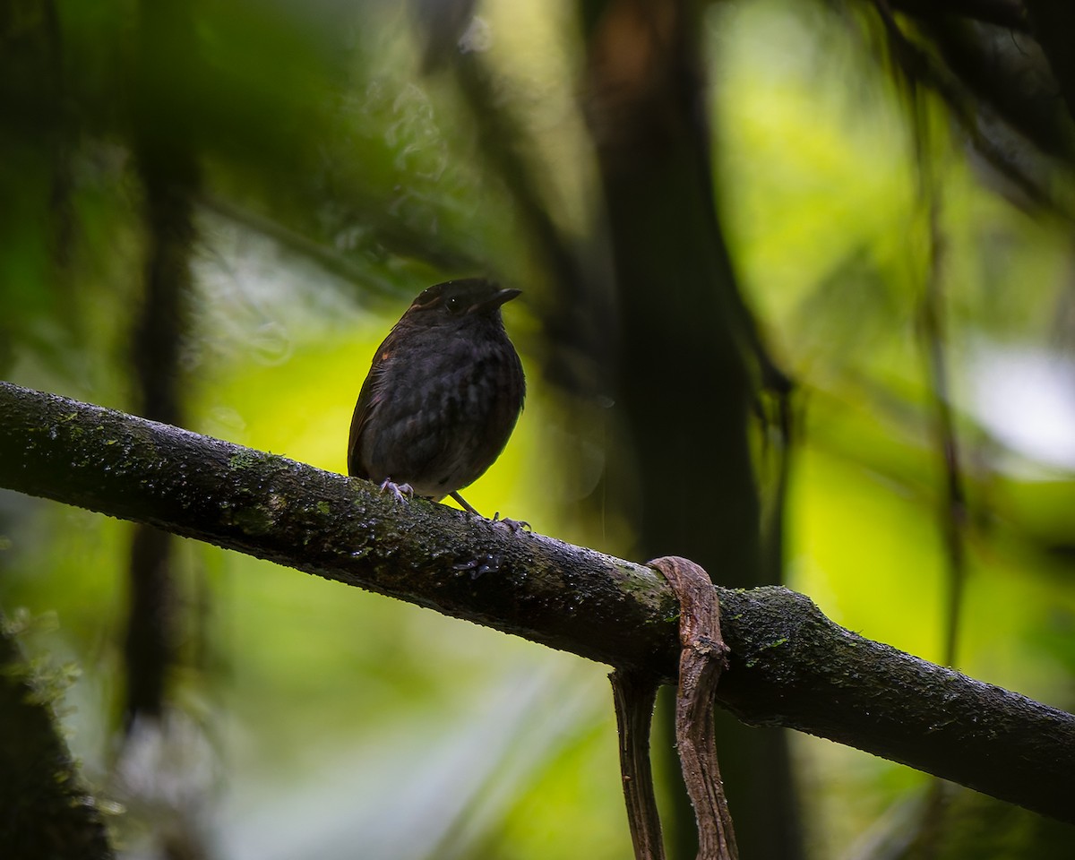 Slaty Gnateater - ML627955985