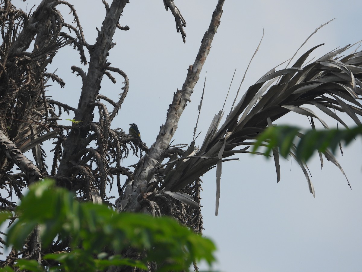 Yellow-rumped Tinkerbird - ML627956036