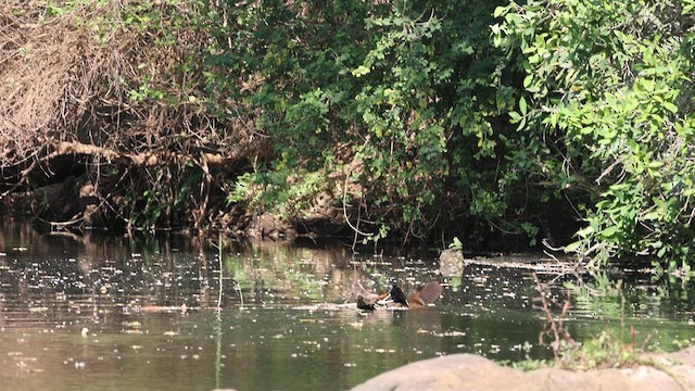 African Finfoot - ML627956138