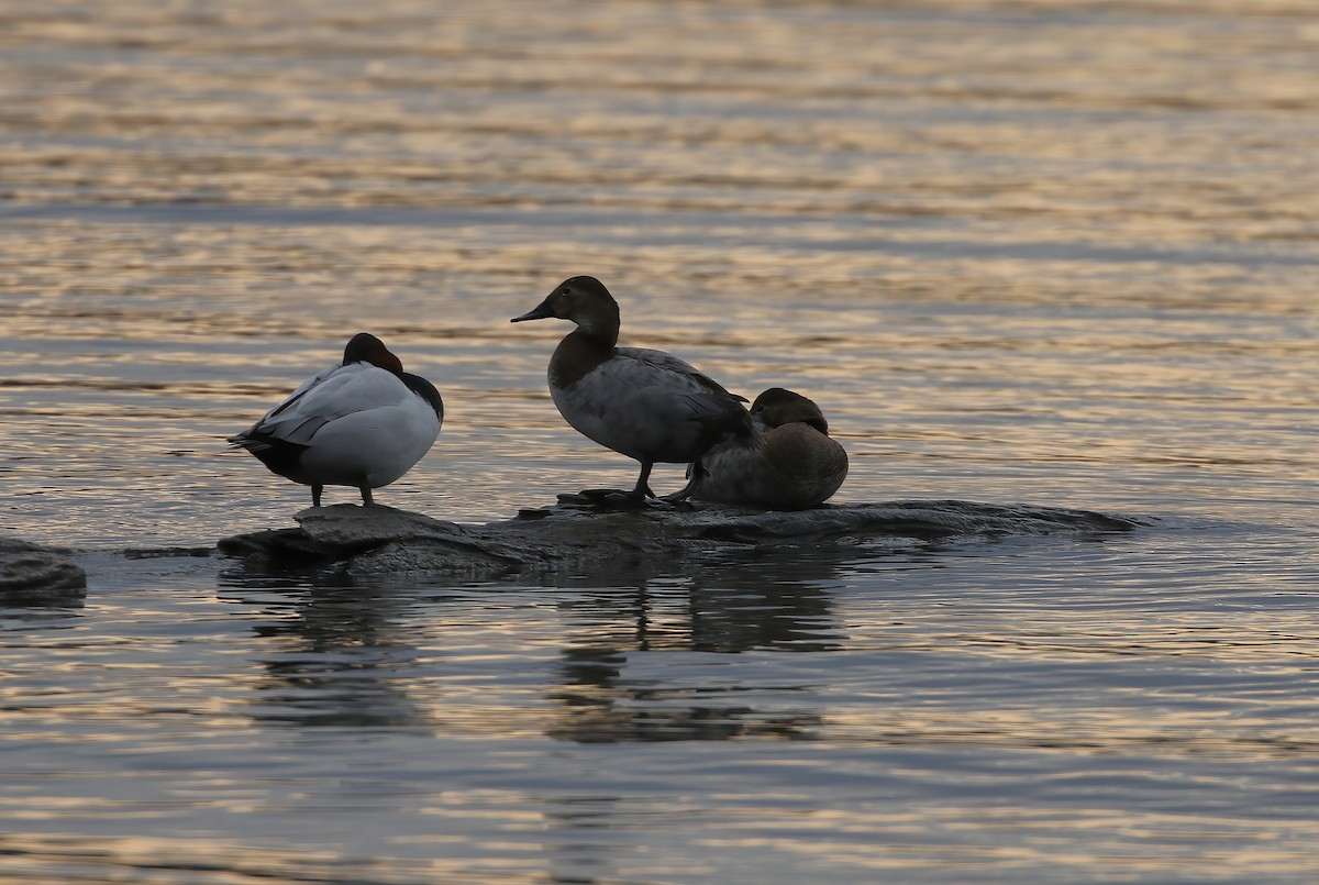 Canvasback - ML627956169