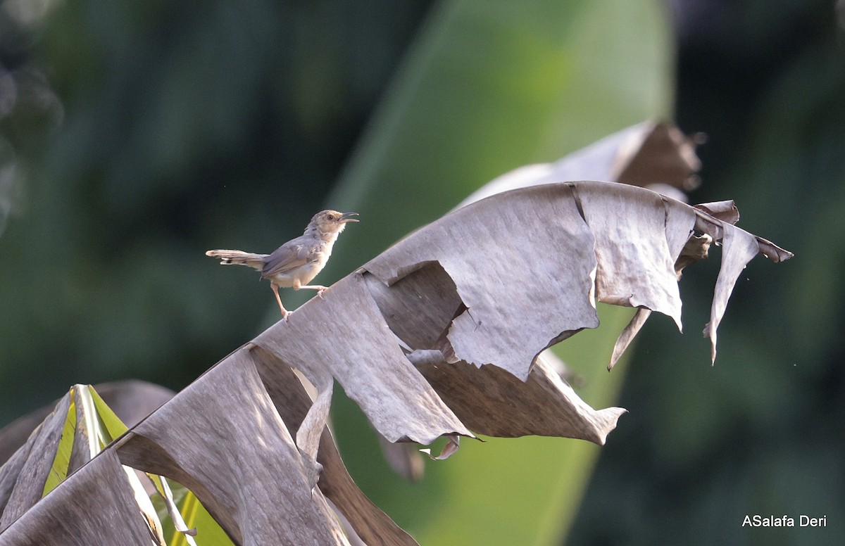 Red-faced Cisticola (Red-faced) - ML627956173