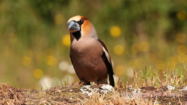 Hawfinch - ML627956184