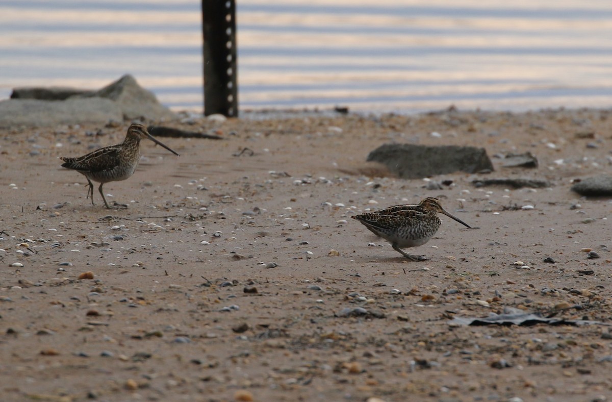 Wilson's Snipe - ML627956200