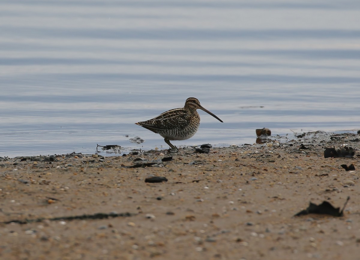 Wilson's Snipe - ML627956201