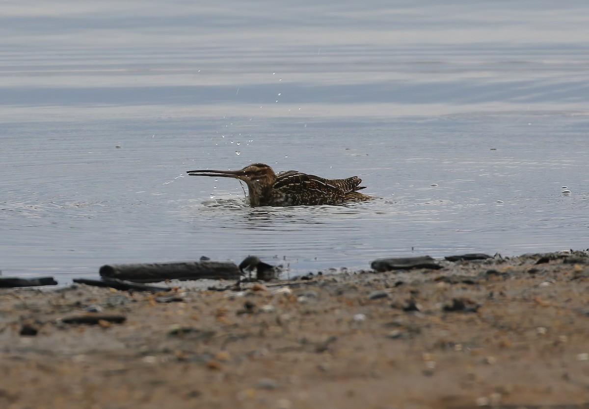 Wilson's Snipe - ML627956202