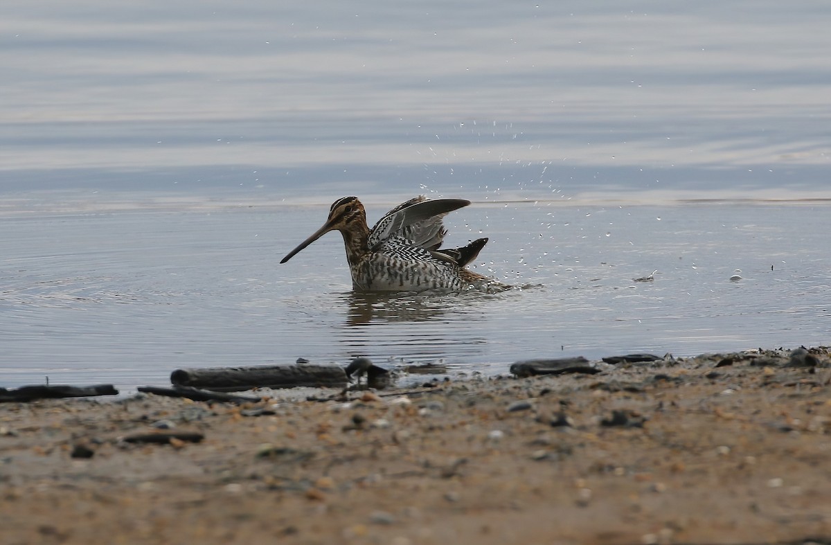 Wilson's Snipe - ML627956203