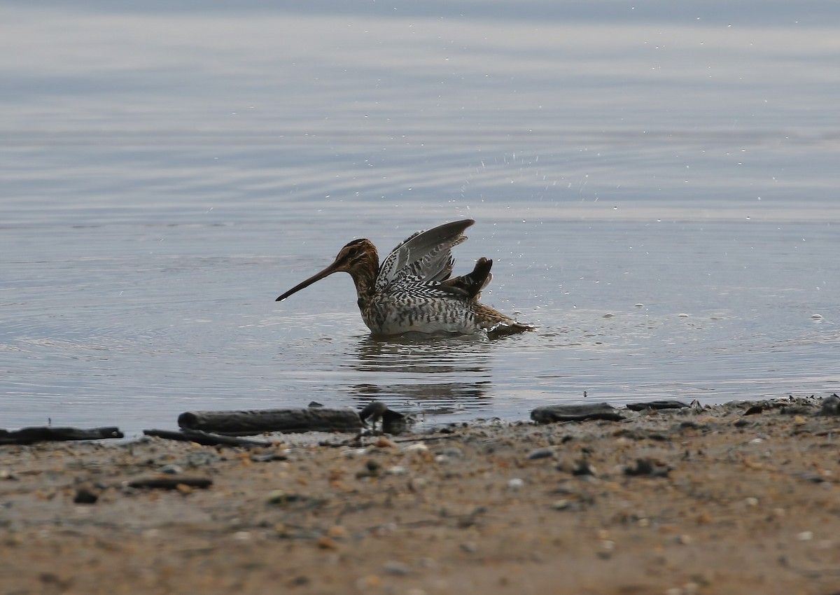 Wilson's Snipe - ML627956204