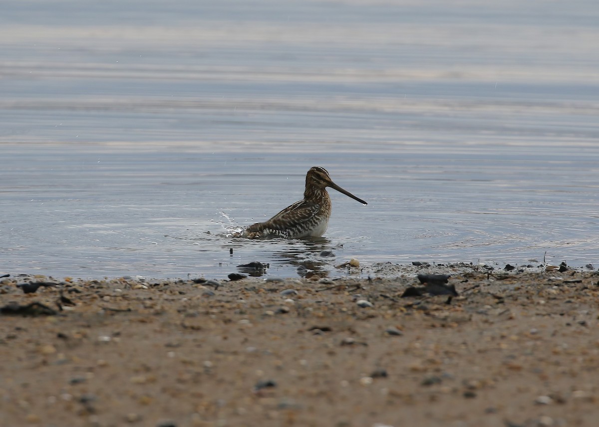 Wilson's Snipe - ML627956205