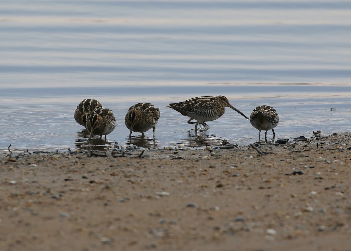 Wilson's Snipe - ML627956206