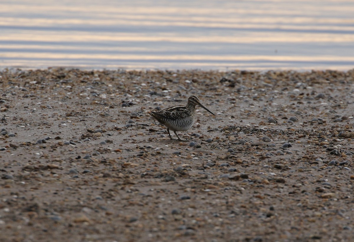 Wilson's Snipe - ML627956208