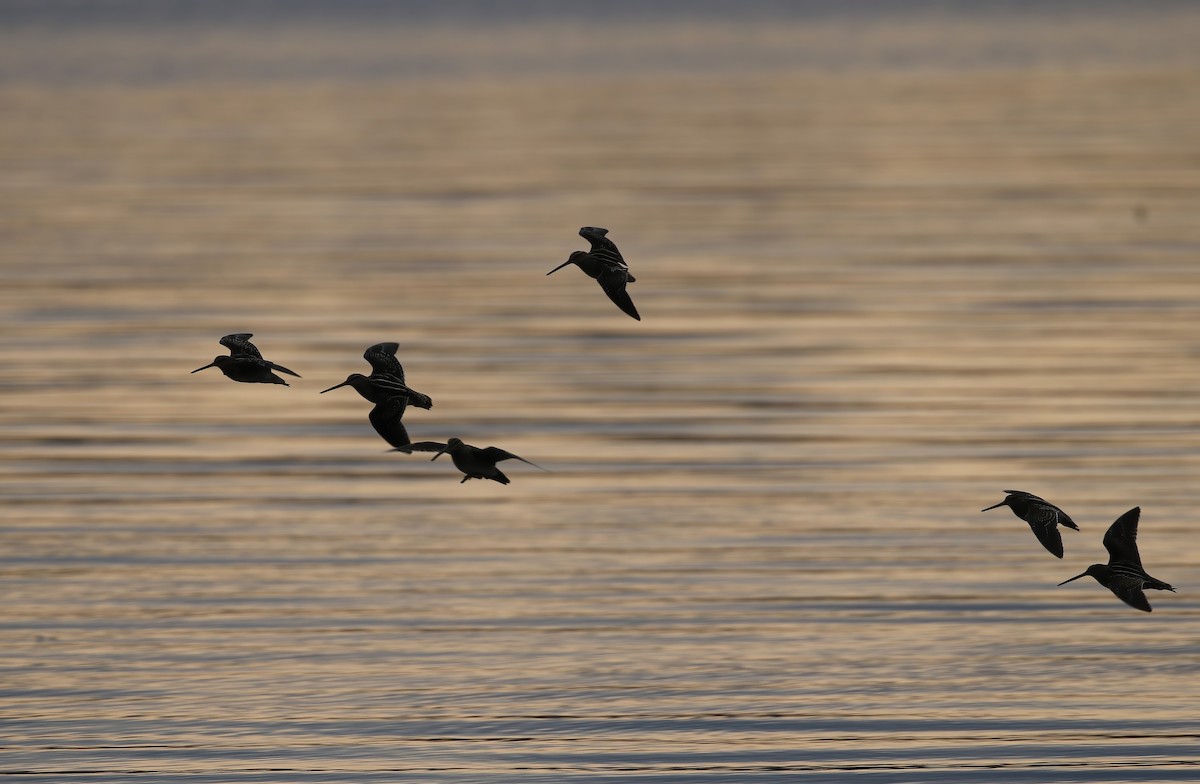 Wilson's Snipe - ML627956209