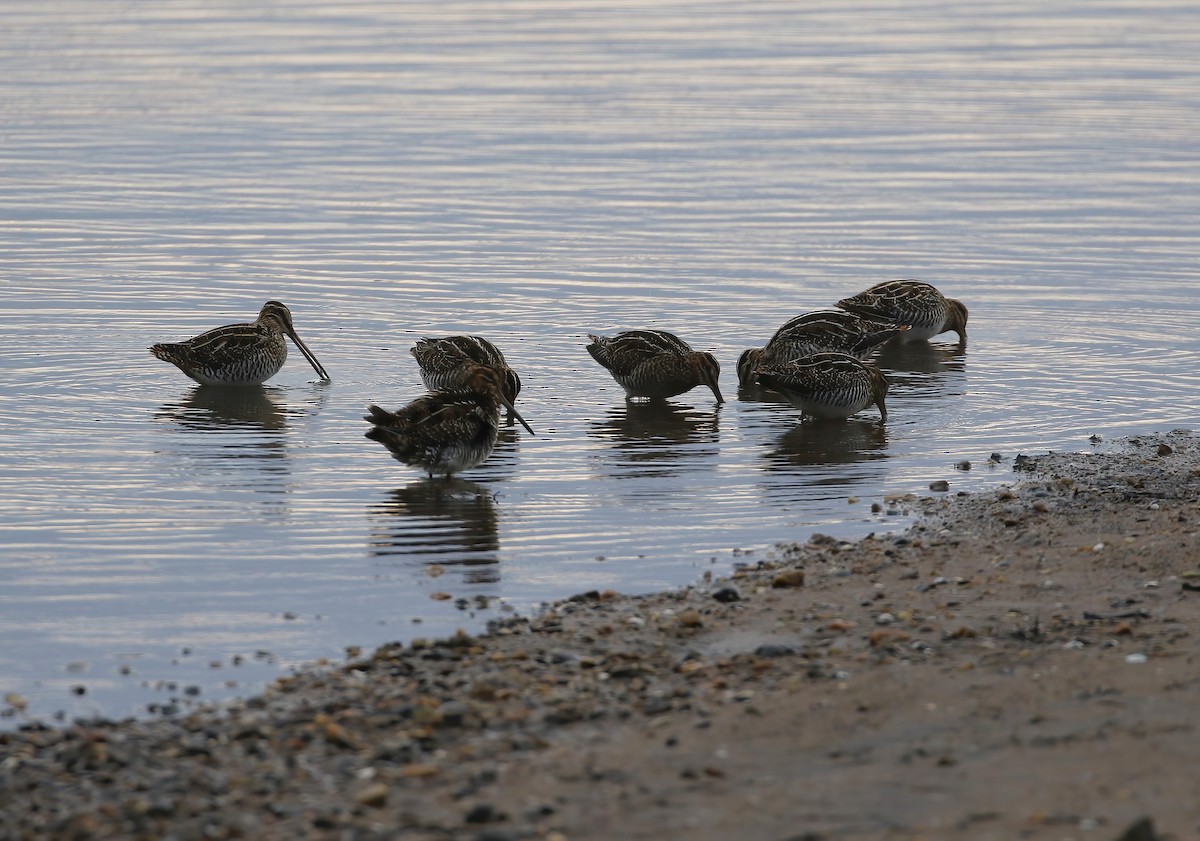 Wilson's Snipe - ML627956210