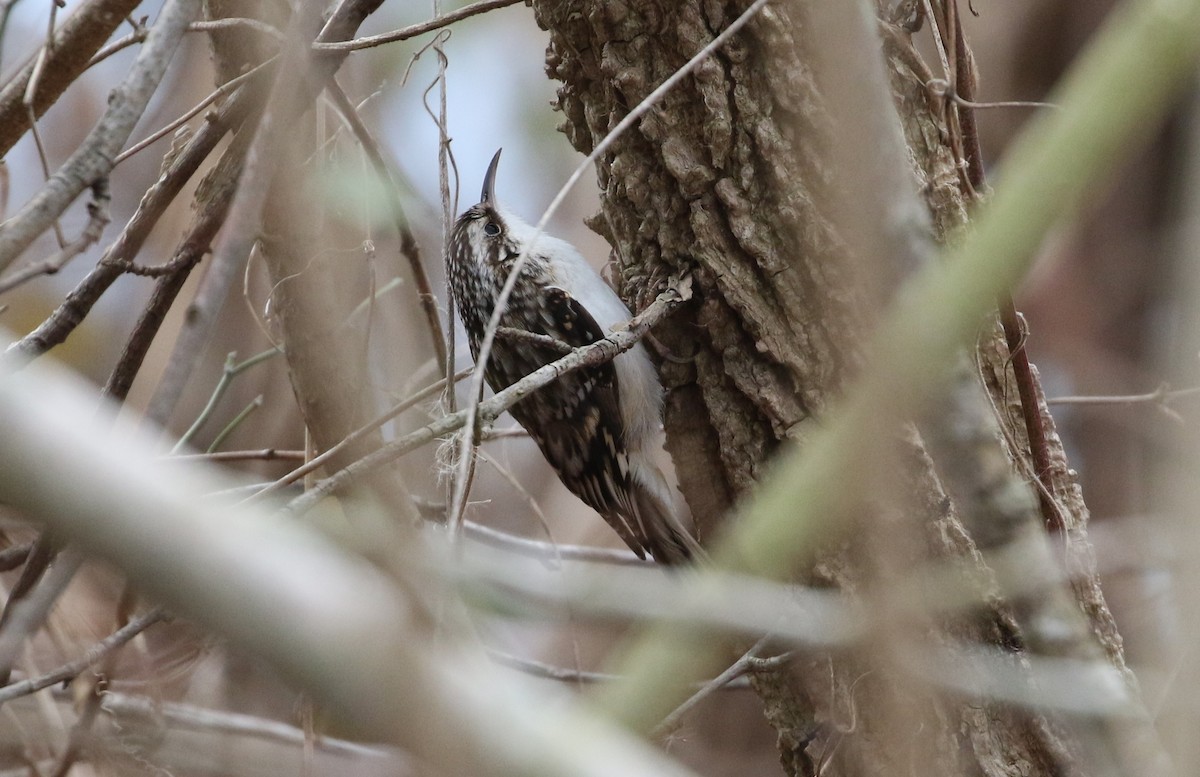 Brown Creeper - ML627956216