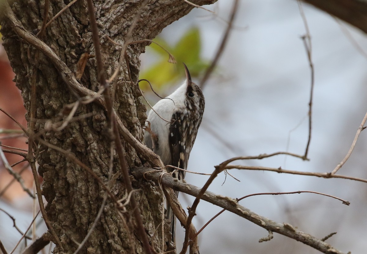 Brown Creeper - ML627956217