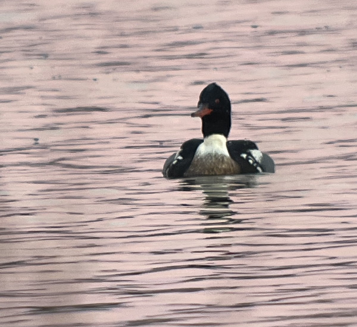 Red-breasted Merganser - ML627956227