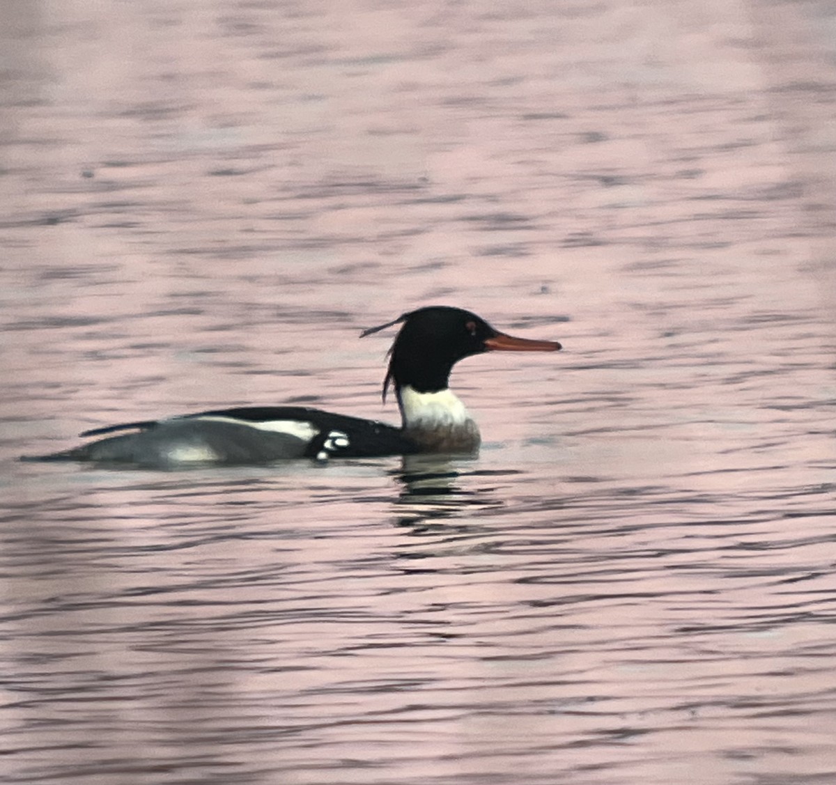 Red-breasted Merganser - ML627956228