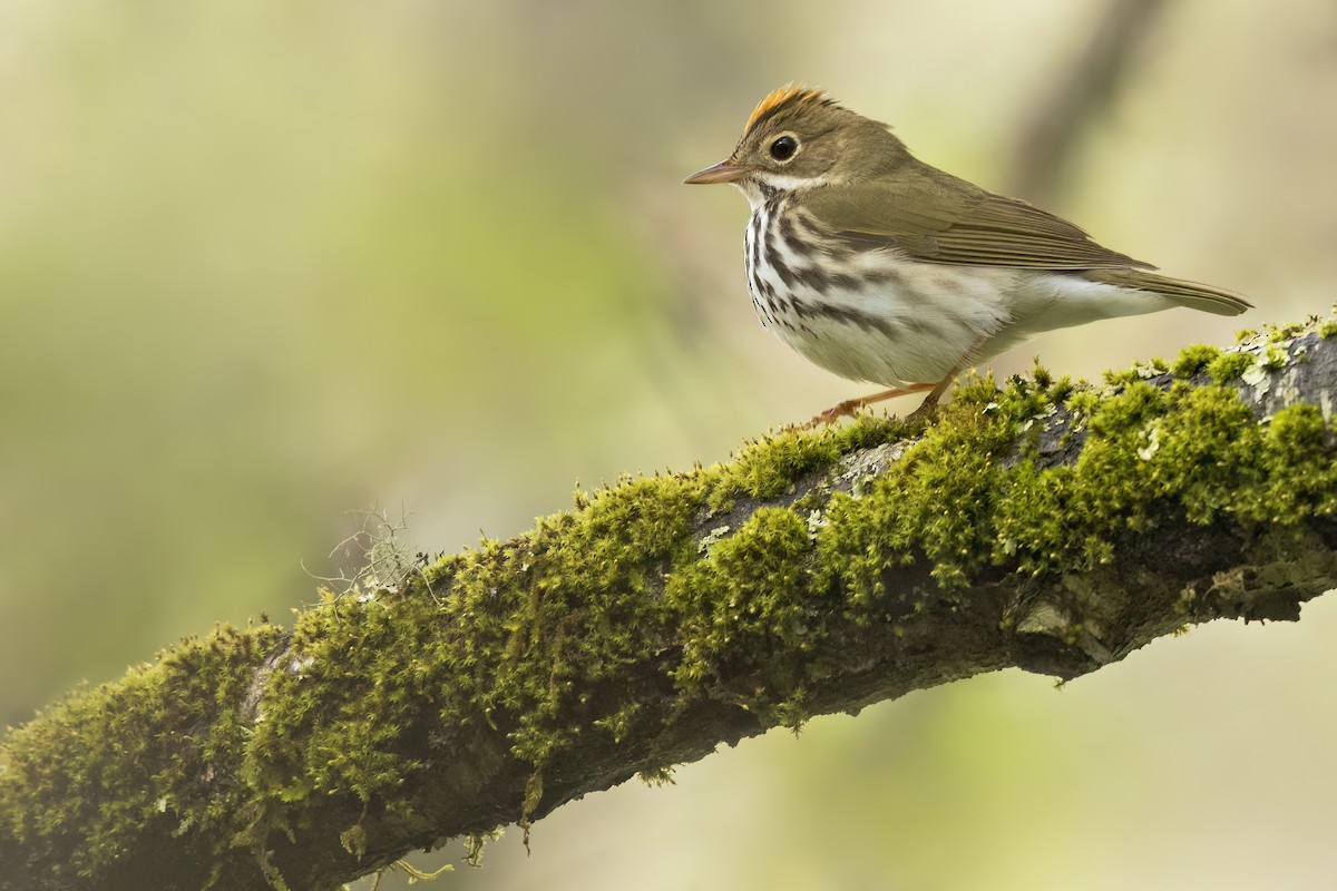 Ovenbird - ML627956229