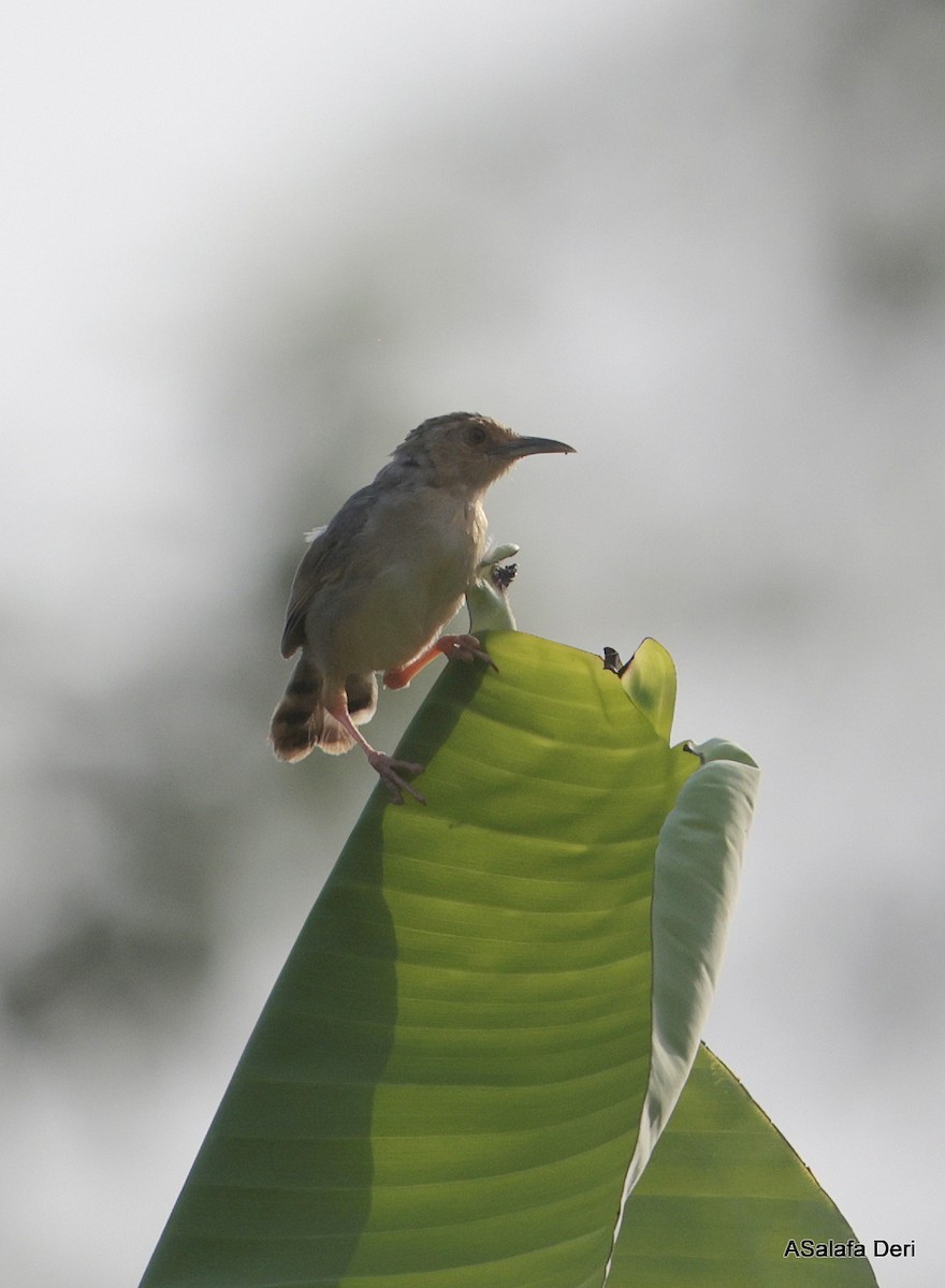 Red-faced Cisticola (Red-faced) - ML627956245