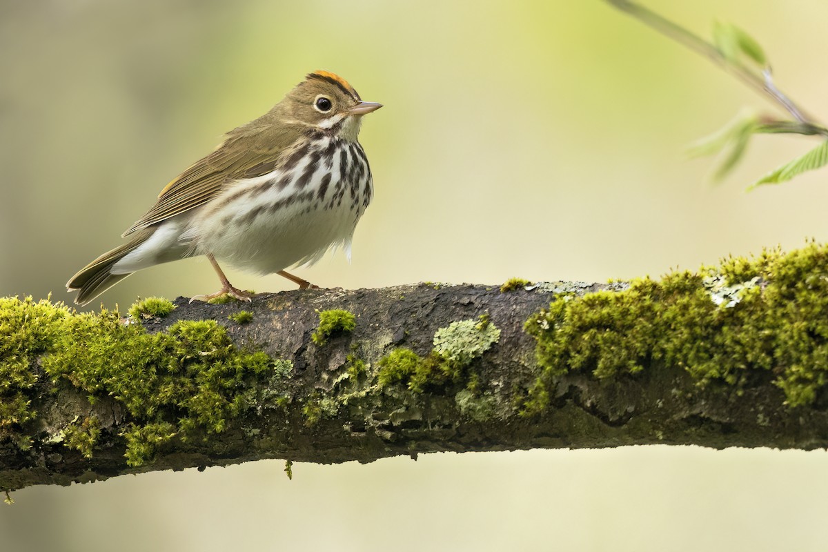 Ovenbird - ML627956285